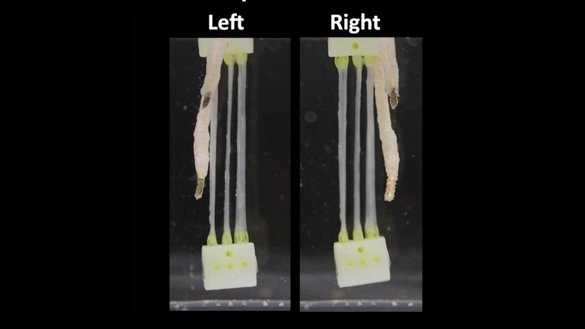 The 2025 Terminator? Lab-grown muscle brings biohybrid robot hand to life