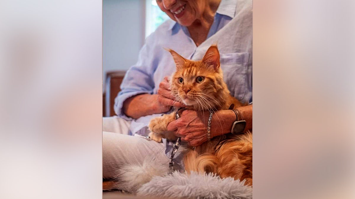 An elderly woman holds an orange cat.