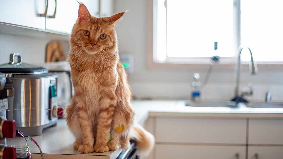 An orange cat sits on a kitchen counter.